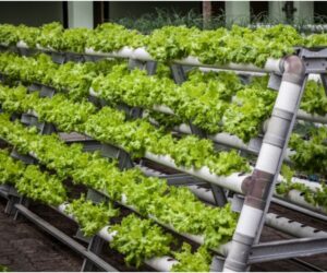 Vertical Farming: Propelling agriculture into a new era of sustainability