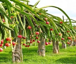 Dragon farming boosts Rajshahi’s agro-based entrepreneurship