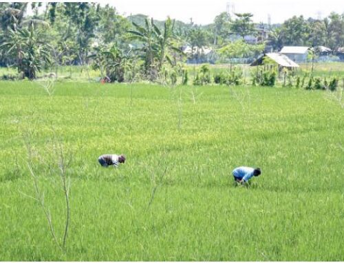 Farmers are joining in synchronised cultivation of rice