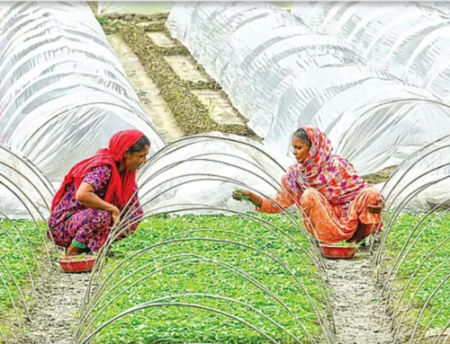Bangladeshi women take the lead in agriculture