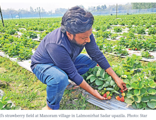 Strawberry farming: Jahid shows the way