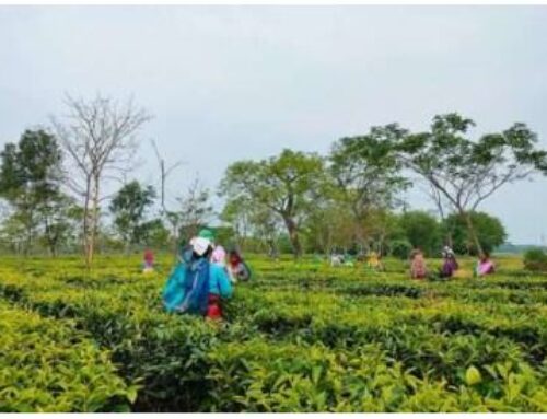 Tea Leaves and Triumphs: Paving the Way for Small Tea Growers in Assam