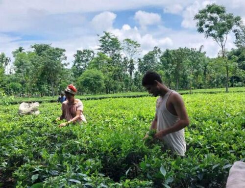 Empowering India’s Small-Scale Tea Growers