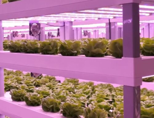 Vertical Farming: Propelling agriculture into a new era of sustainability