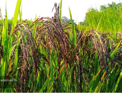 Outstanding Rice Landraces in India and Community-Managed Seed Systems